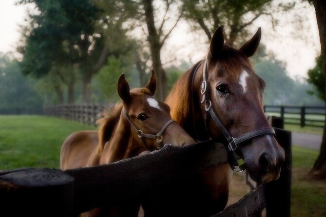 Half-Day Thoroughbred Horse Farm Tour in Kentucky - Seeing Keeneland, with realistic expectations