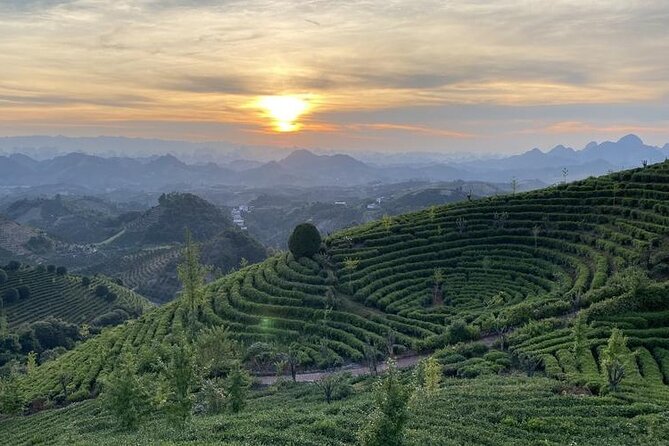 Half-day Tour: Largest Tea Plantation & Amazing Xianggong Hill - Picking tea at Seven Fairies Peak