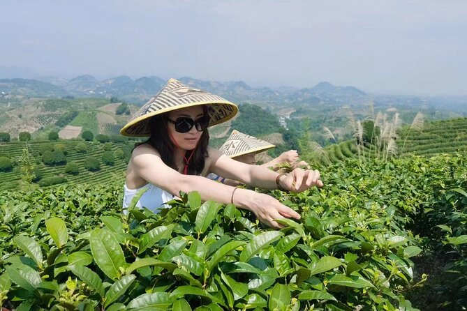 Half-day Tour: Largest Tea Plantation & Amazing Xianggong Hill - Tea making, tasting, and local customs