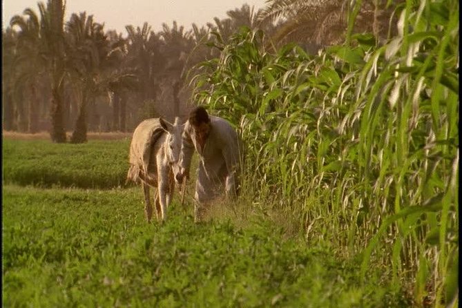Half-Day Trip to Egyptian Green Farm from Cairo with Breakfast - Key points to know before booking
