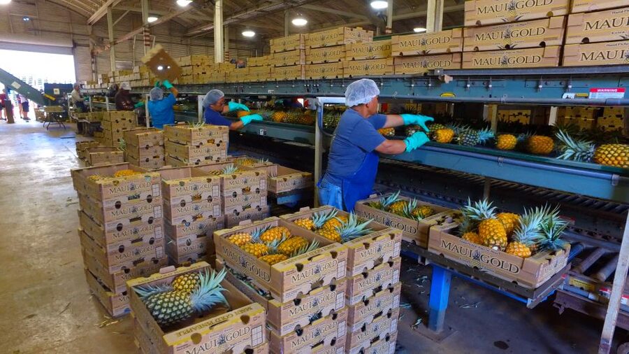 Hali'imaile: Pineapple Farm Tour - Why pineapple farming makes a good Maui side trip