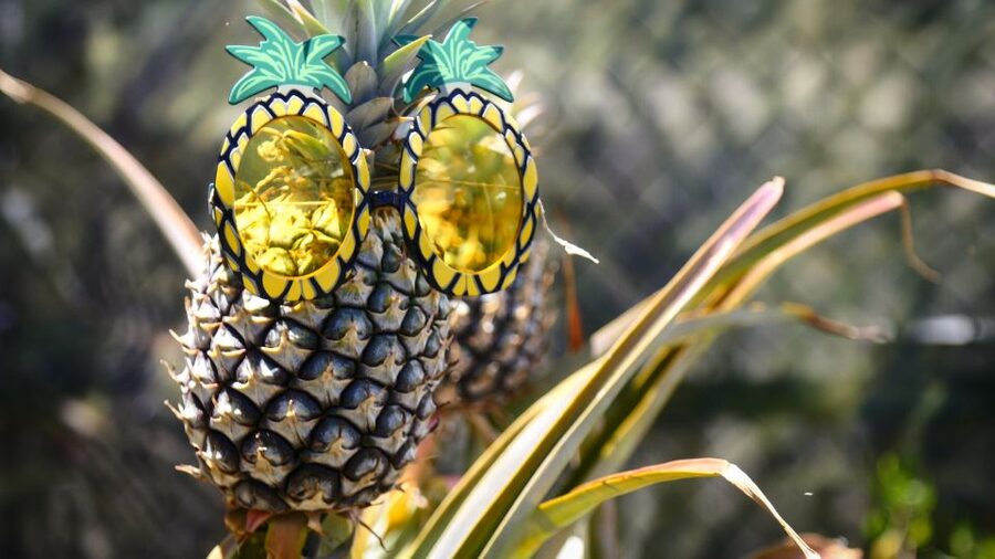 Hali'imaile: Pineapple Farm Tour - Walking among the pineapple plants