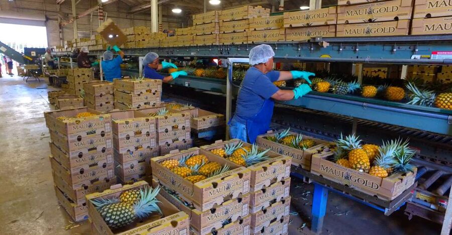Hali'imaile: Pineapple Farm Tour - Timing, comfort, and practical planning