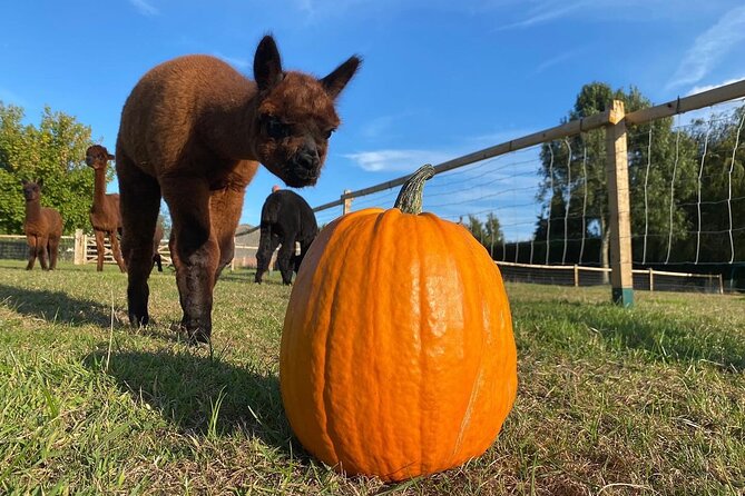 Halloween Pumpkin Patch and Alpaca Adventure - Key points at a glance