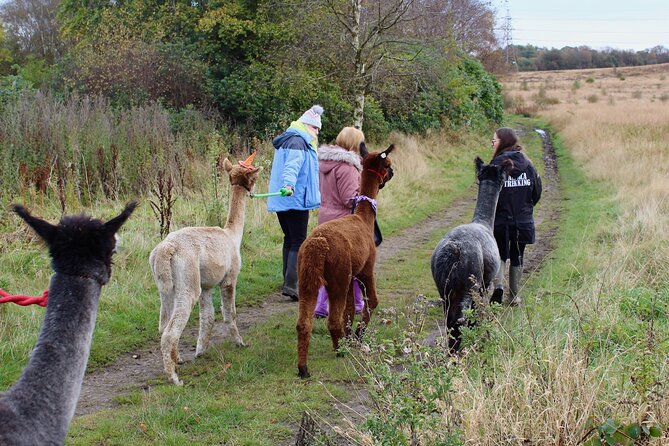 Halloween Pumpkin Patch and Alpaca Adventure - Starting at Wetley Moor Alpacas near Stoke-on-Trent