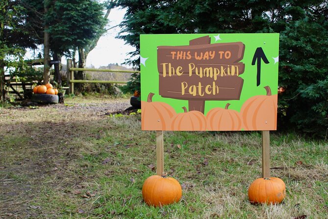 Halloween Pumpkin Patch and Alpaca Adventure - Meeting Peanut, Marmite, and Charlie