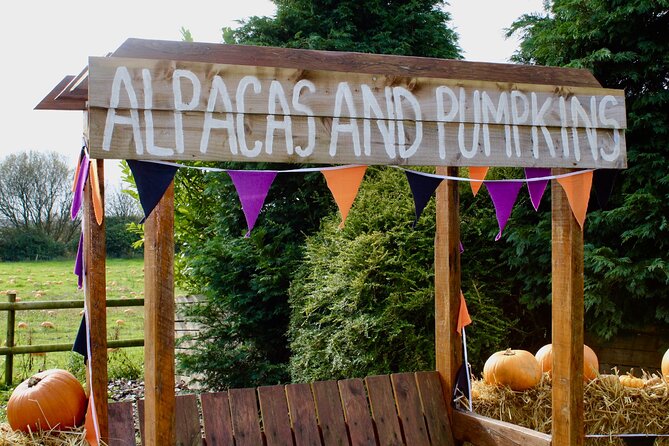 Halloween Pumpkin Patch and Alpaca Adventure - Rabbits, guinea pigs, chickens, and ducks