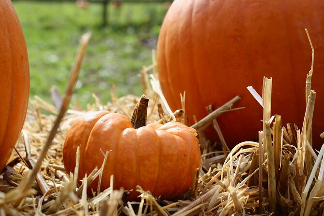 Halloween Pumpkin Patch and Alpaca Adventure - Crafts, pumpkin painting, and undercover seating