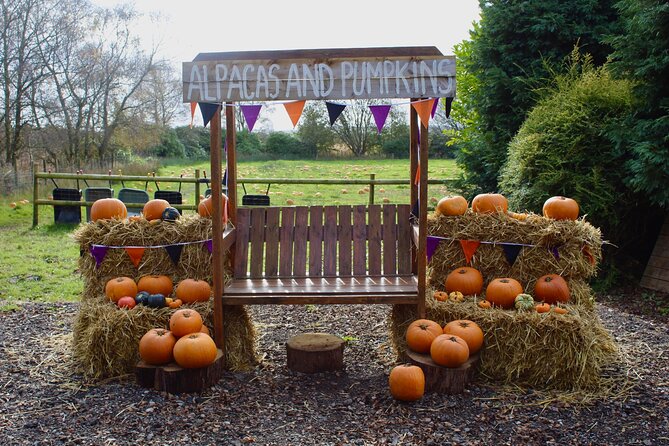 Halloween Pumpkin Patch and Alpaca Adventure - Is $21.95 good value?