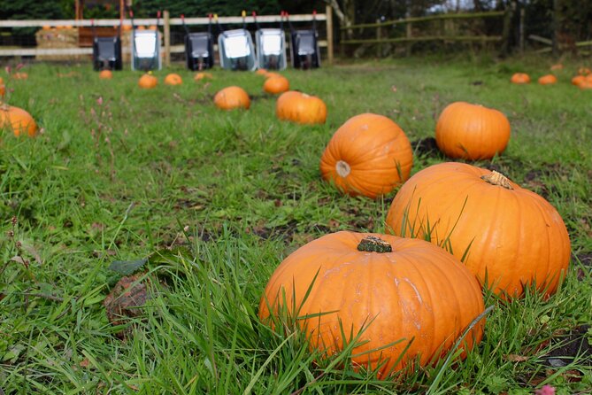 Halloween Pumpkin Patch and Alpaca Adventure - Who will enjoy this Halloween farm visit?