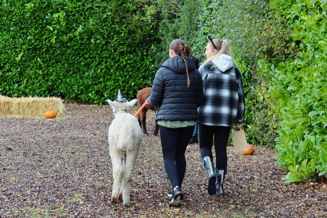 Halloween Pumpkin Patch and Alpaca Adventure - Feeding alpacas in the on-site arena
