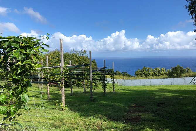 Hamakua Coast Farm Small-Group Walking and Tasting Tour - Walking through the restored plantation grounds