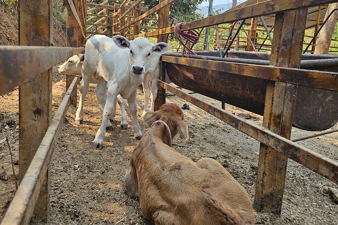 Hands-on Mexican Farm Experience: from Cow to Cheese - Preparing a horse for a short ride