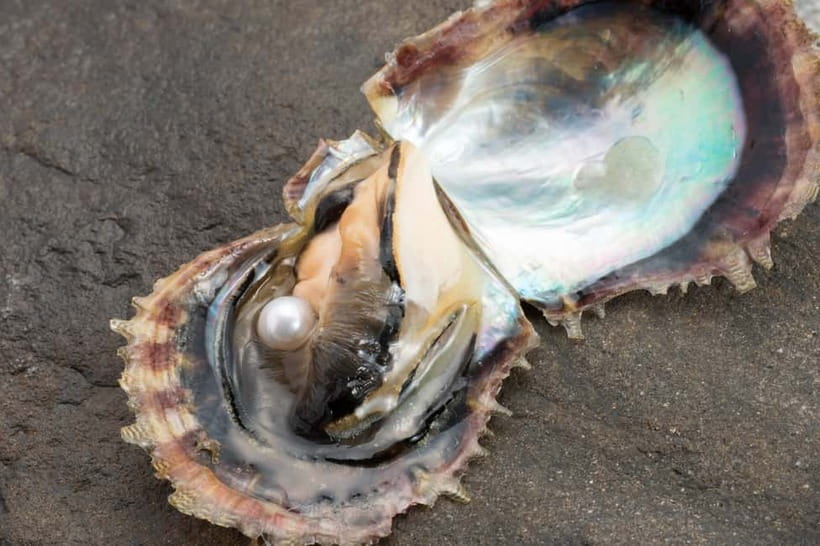 Hands-on Pearl Harvesting Workshop! - Choosing a fitting without a surprise bill