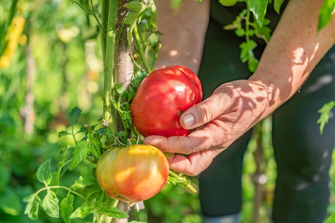 Hands-On Pizza Making Class & Farmhouse Tour with Sea Views - Why this pizza class feels different