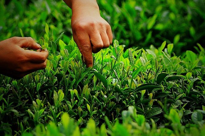 Hangzhou West Lake and Tea Plantation Half Day Tour - What the private guide adds
