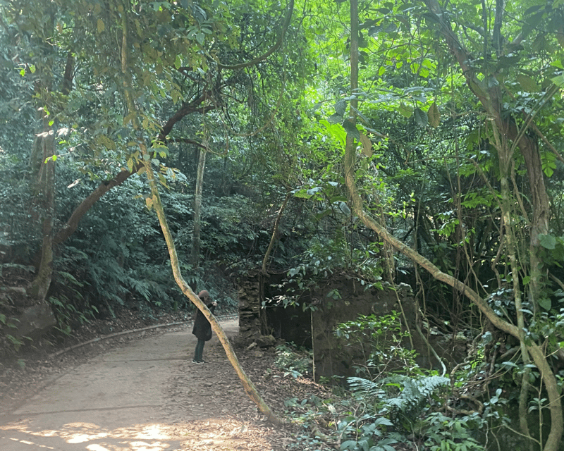 Hanoi Eco Tour: Ba Vi National Park Wonders & Tea Plantation - From Hanoi streets to Ba Vi’s pine forest