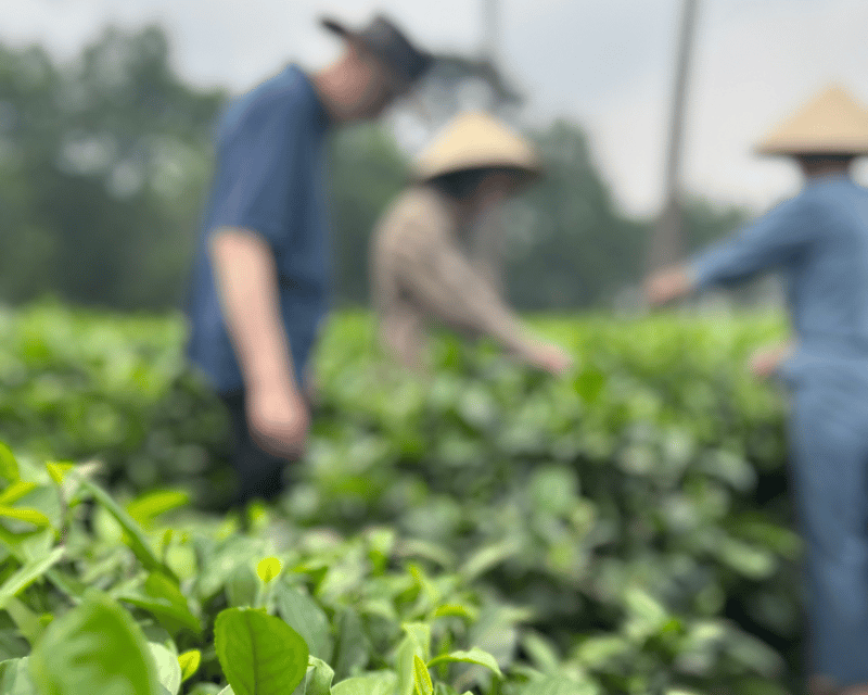 Hanoi Eco Tour: Ba Vi National Park Wonders & Tea Plantation - The prison ruins and the stories they leave behind