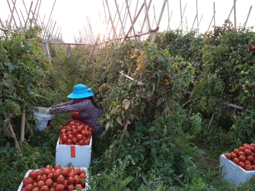 Hanoi Farm Tour and Cooking Class with Local Family - Key points to know before booking