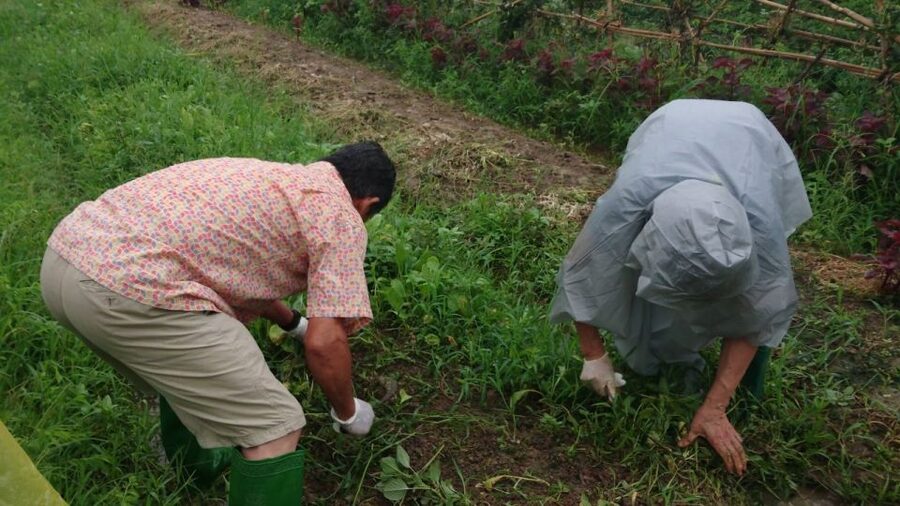 Hanoi: Village Farm Tour and Cooking Class with Lunch - Visiting the organic pig farm after lunch