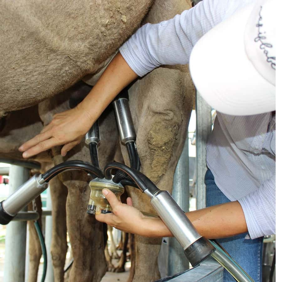 Harrisville: Summer Land Camel Farm Tour with Tasting - Key points to know before you go