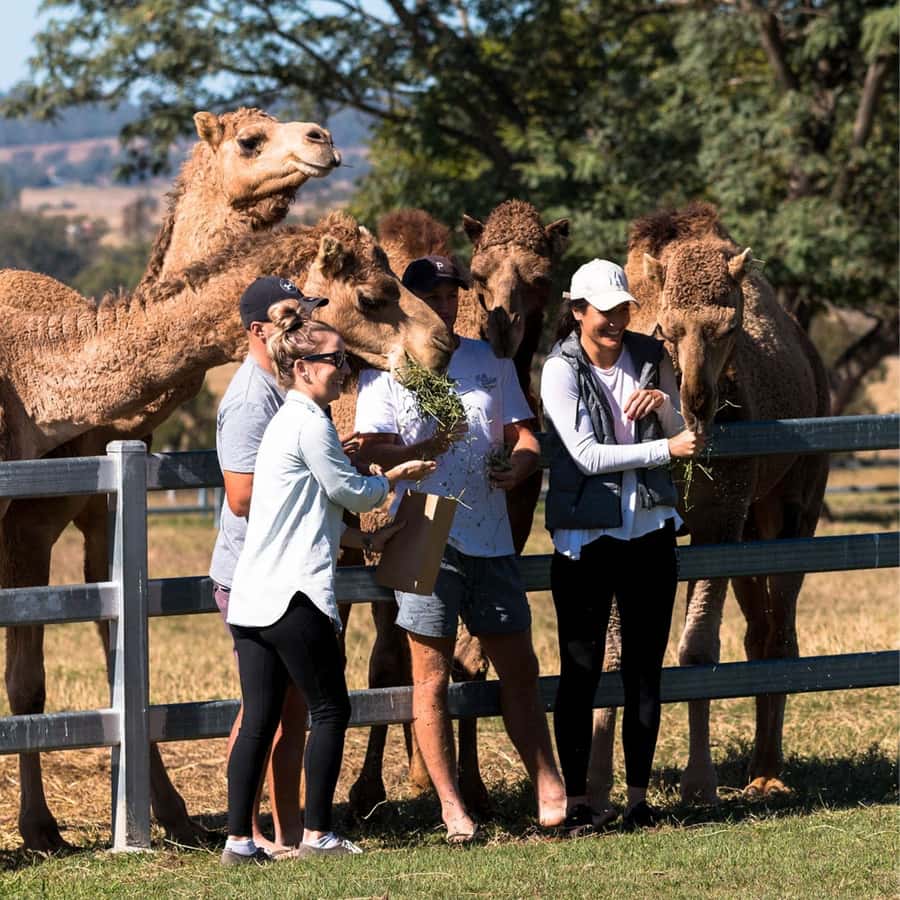 Harrisville: Summer Land Camel Farm Tour with Tasting - Why a camel farm is part of Australian history