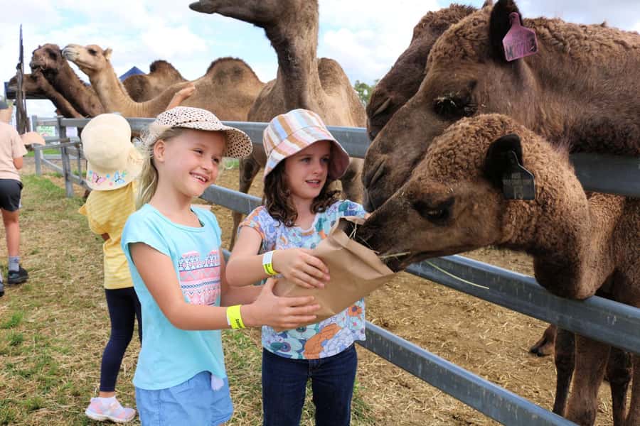 Harrisville: Summer Land Camel Farm Tour with Tasting - Meeting the camels and seeing their daily care