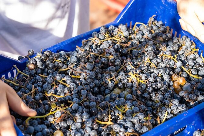 Harvest Like a Local: Grape Stomping with Wine Pairing Lunch - What the $120.15 price includes
