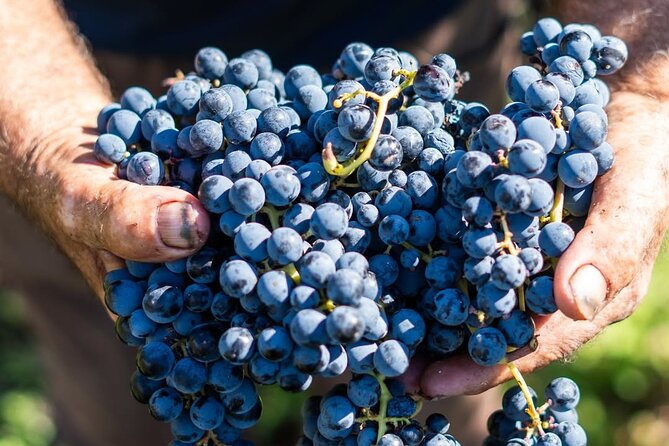 Harvest Like a Local: Grape Stomping with Wine Pairing Lunch - Who should book this experience