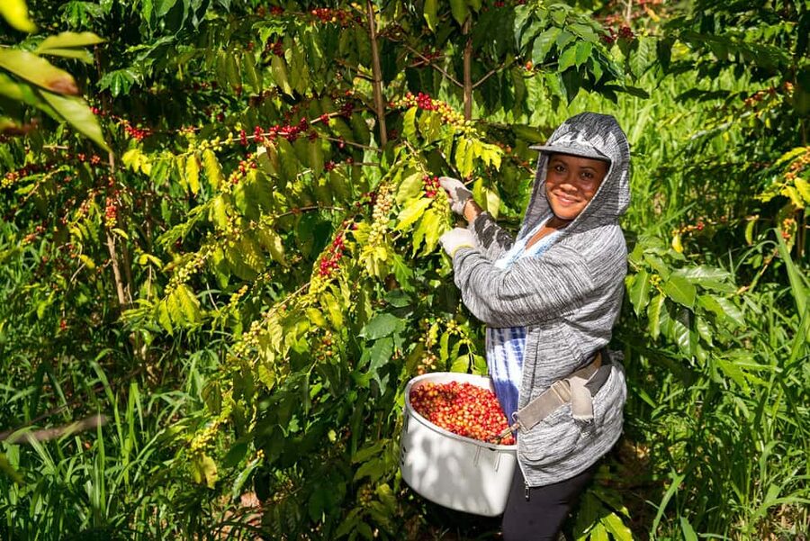 Hawaii: Hala Tree Coffee Farm Tour and Tasting - A Kona coffee lesson that begins among the trees