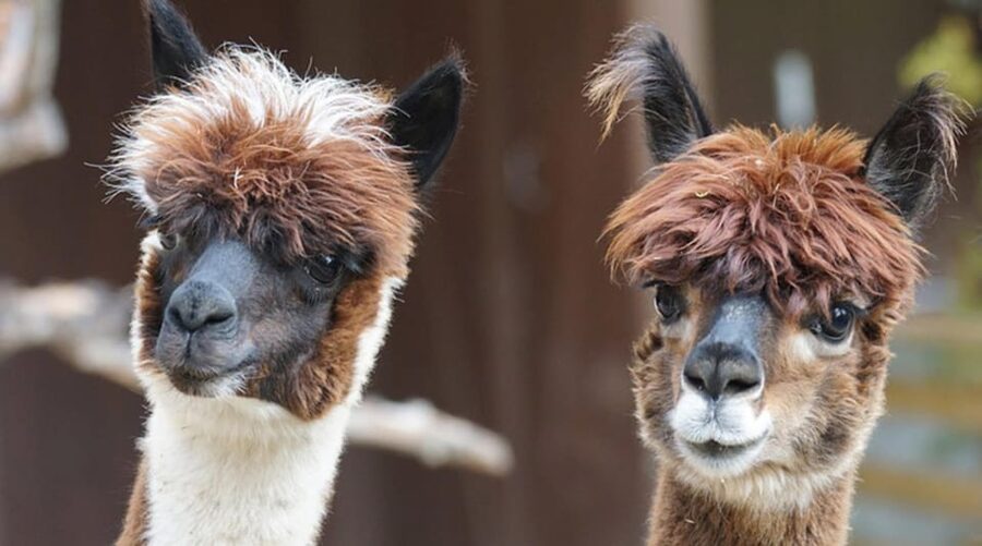 Helsinki: Alpaca Farm Tour with Guided Walk (private) - Leaving Helsinki for Rural Uusimaa