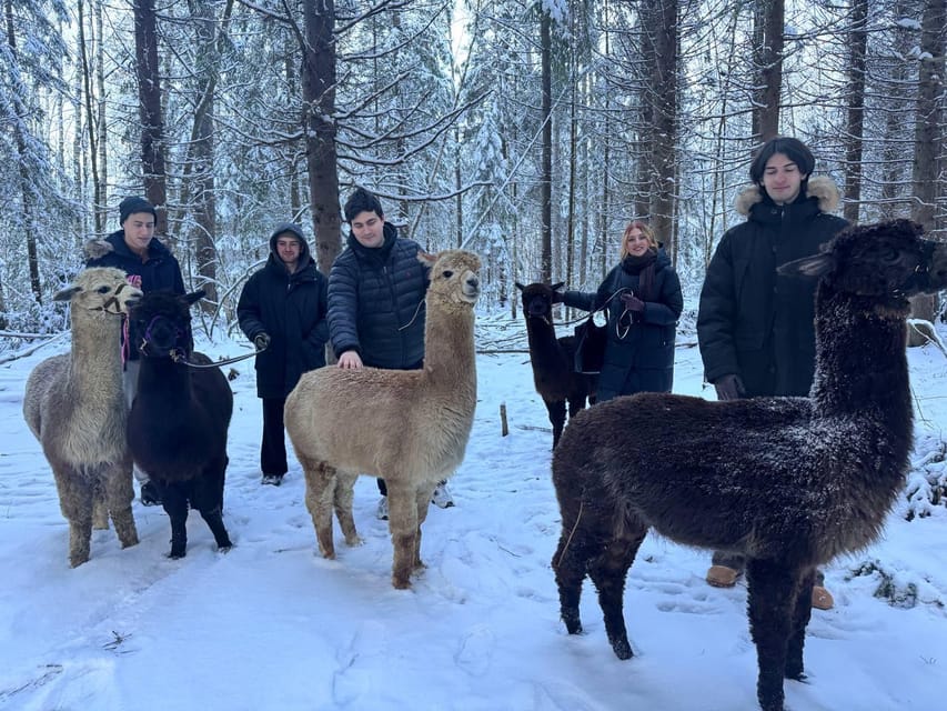 Helsinki: Alpaca Farm Tour with Guided Walk (private) - Feeding the Alpacas Behind the Fence