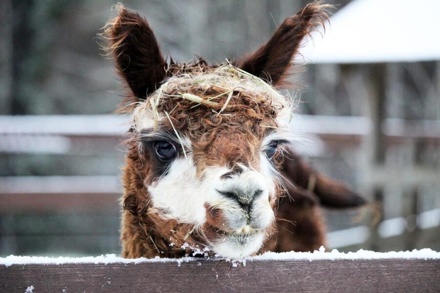 Helsinki: Alpaca Farm Tour with Guided Walk (private) - Cancellation and Planning Flexibility