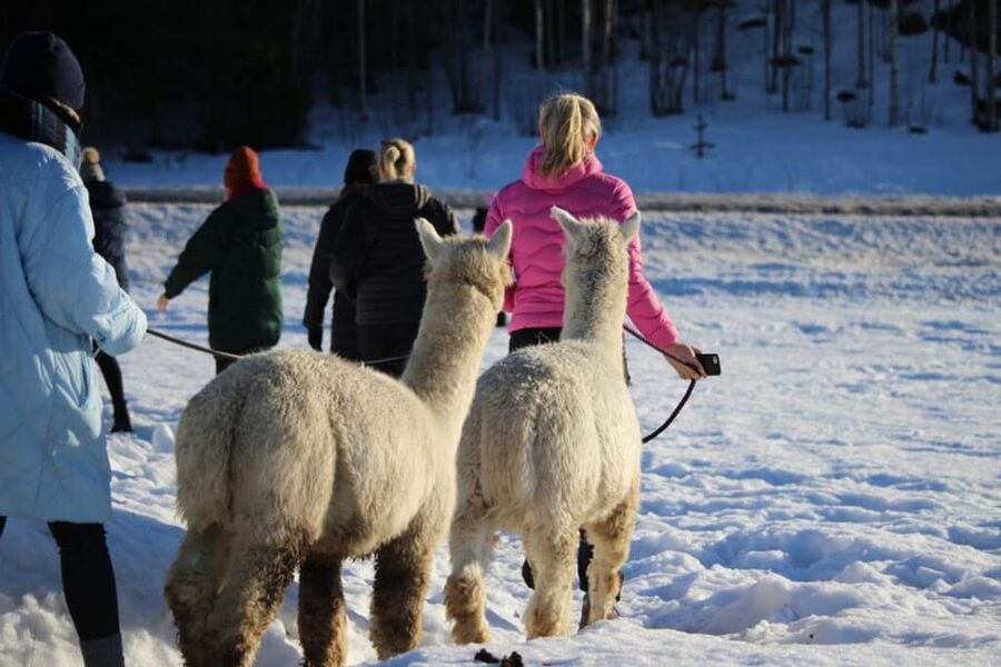 Helsinki: Alpaca Farm Tour with Guided Walk (private) - Taking One Alpaca Into the Forest