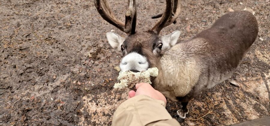 Helsinki Highlights+Nuuksio Buggy Ride+Reindeer farm visit - Nuuksio turns sightseeing into an active hour