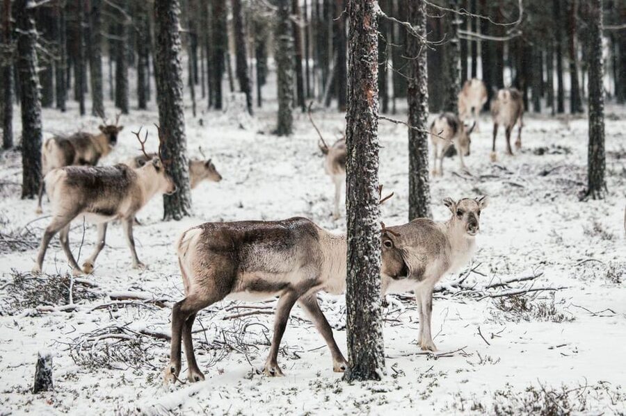 Helsinki Highlights+Nuuksio Buggy Ride+Reindeer farm visit - The picnic gives the park a quieter moment