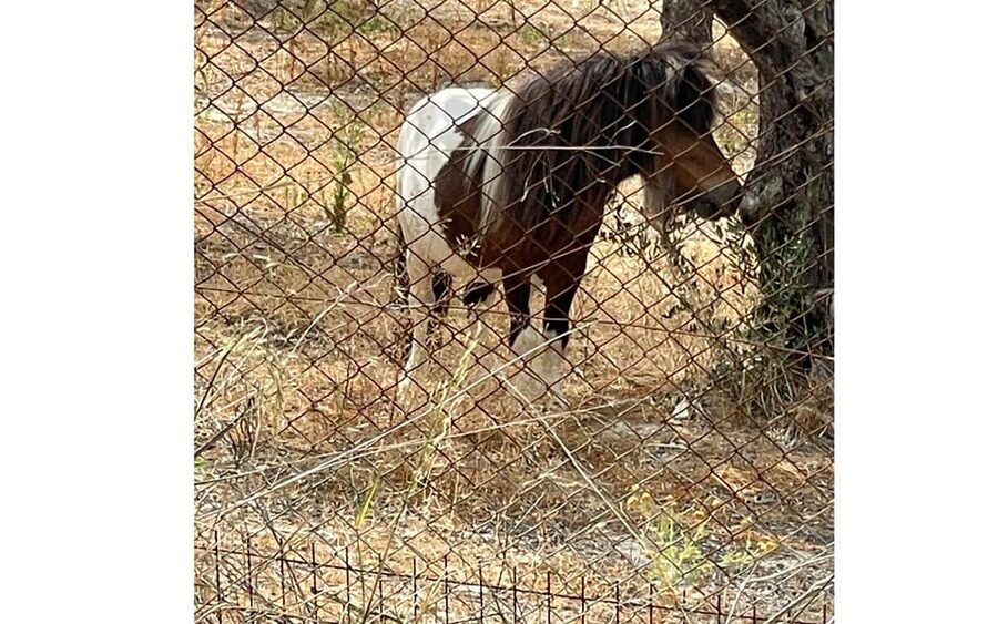 Heraklion :Olive & Dragon Farm Tour & Cretan Farmers Brunch - Is $35 a good value?