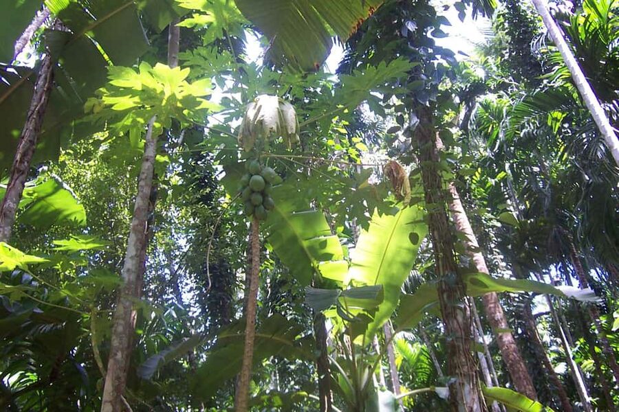 Heritage Goa, Ancient Churches and Spice Plantation Visit - Why this Goa half-day works well