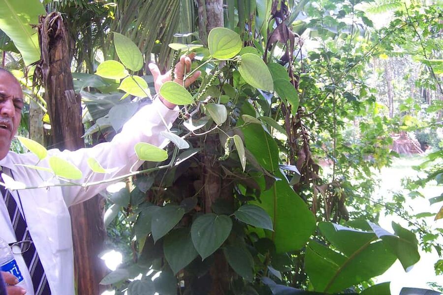 Heritage Goa, Ancient Churches and Spice Plantation Visit - Se Cathedral and the scale of Old Goa
