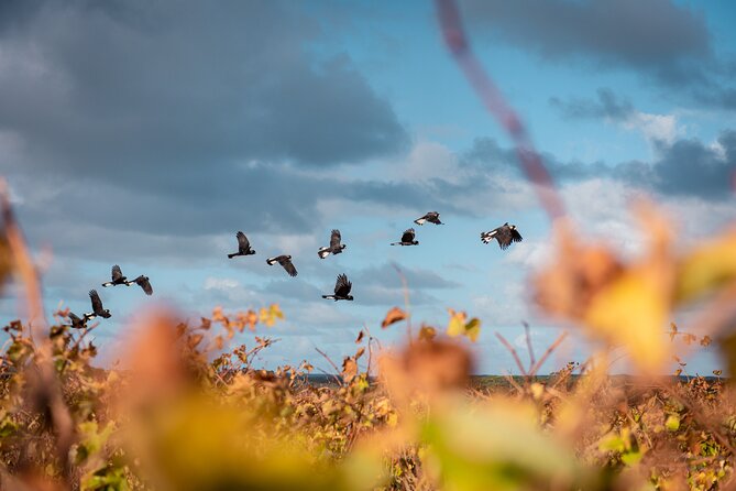 Hidden Gems: Boutique Full-Day Wine, Farm & Lunch Tour - Olio Bello combines olive oil tasting and lunch