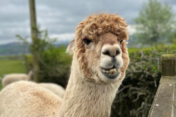 Highland Cows, Walk Alpacas & Scottish Wildlife Centre from Edin. - Key points before you book
