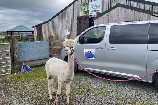 Highland Cows, Walk Alpacas & Scottish Wildlife Centre from Edin. - Three animal encounters in one long Scottish day