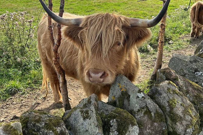 Highland Cows, Walk Alpacas & Scottish Wildlife Centre from Edin. - A castle view without a castle tour