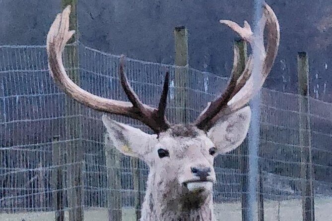 Highland Cows, Walk Alpacas & Scottish Wildlife Centre from Edin. - What the private vehicle adds to the day