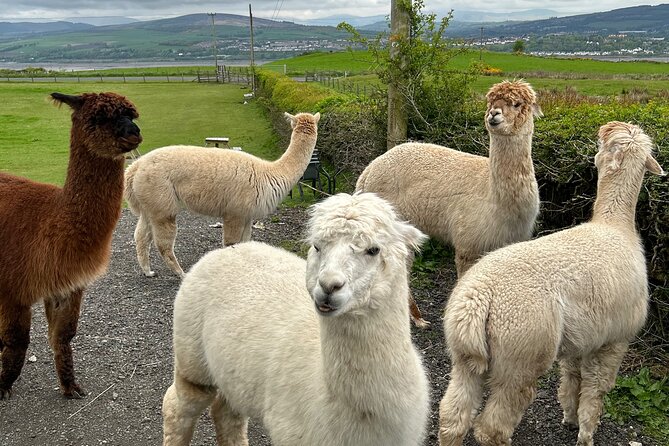 Highland Cows, Walk Alpacas & Scottish Wildlife Centre from Edin. - How much value does $937.56 offer?