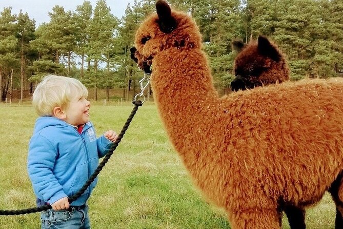 Highland Cows, Walk Alpacas & Visit a Scottish Wildlife Centre - Why this animal-focused day works from Glasgow