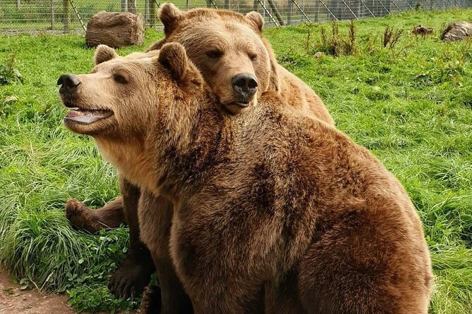 Highland Cows, Walk Alpacas & Visit a Scottish Wildlife Centre - A full day with more driving than the headline suggests