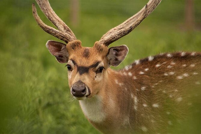 Highland Cows, Walk Alpacas & Visit a Scottish Wildlife Centre - Who will get the most from this tour?