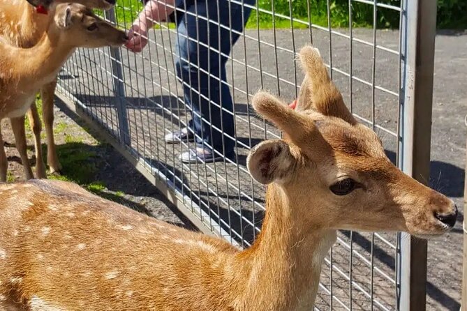 Highland Cows, Walk Alpacas & Visit a Scottish Wildlife Centre - What to pack and how to prepare