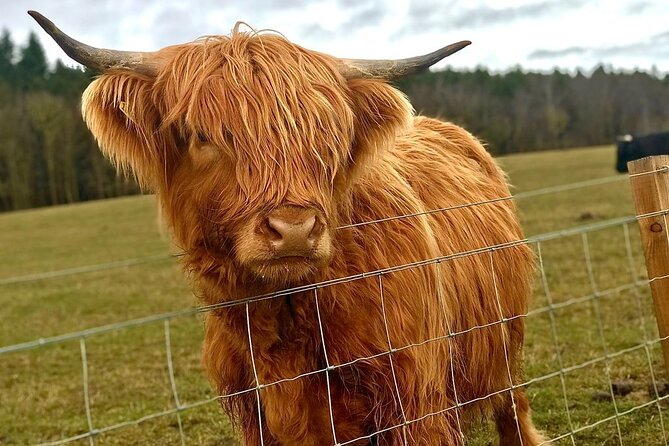 Highland Cows, Walk Alpacas & Visit a Scottish Wildlife Centre - Should you book this Glasgow animal tour?